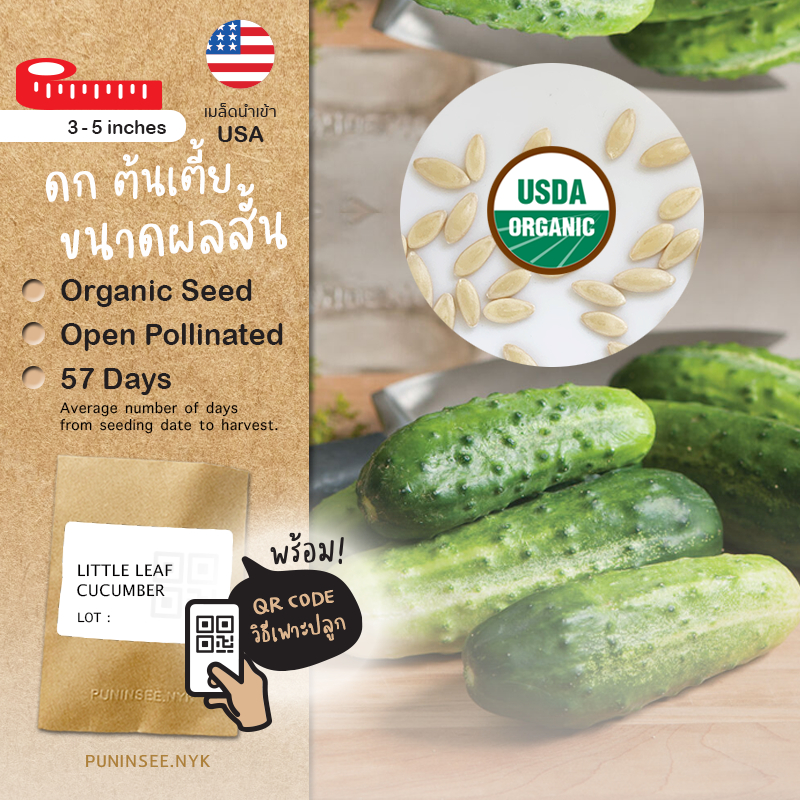 เมล็ดผักนำเข้า แตงกวาต้นเตี้ย ติดลูกเองได้ H-19 Little Leaf Cucumber (Organic Seed) Parthenocarpic