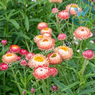 เมล็ดดอกกระดาษ 200 เมล็ด เดซี่มิกซ์กระดาษ Strawflower / Paper Daisy