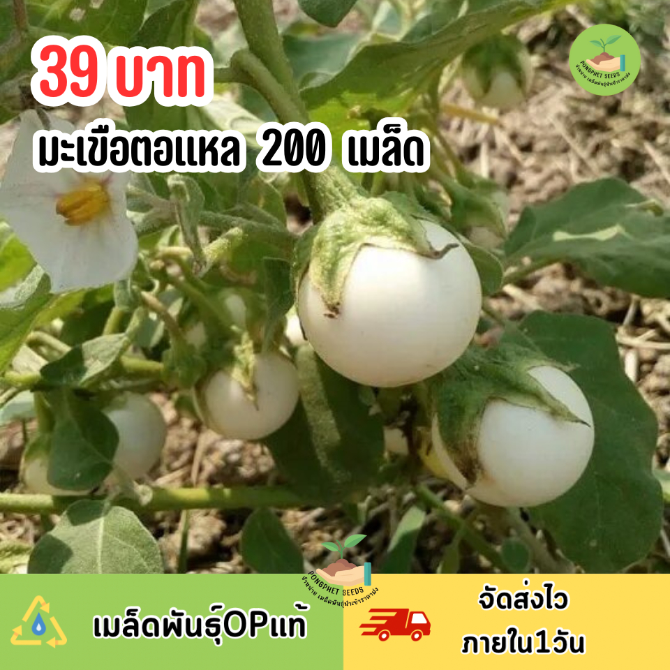 เมล็ดพันธุ์มะเขือตอแหลหรือมะเขือสะดิ้ง 200 เมล็ด