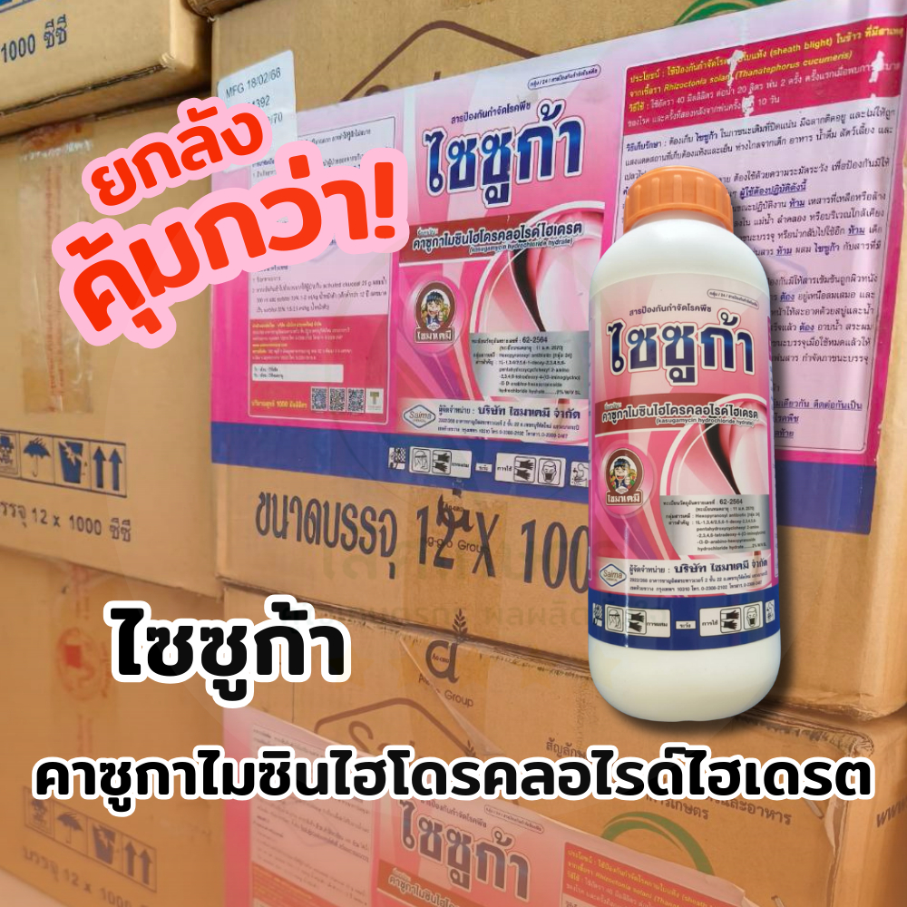 ยกลัง! คาซูกาไมซิน (ไซซูก้า 1ลิตรx12) กำจัดเชื้อราแบคทีเรีย ใบเหลือง ใบไหม้ ขอบใบแห้ง โรคเน่า แคงเกอร์