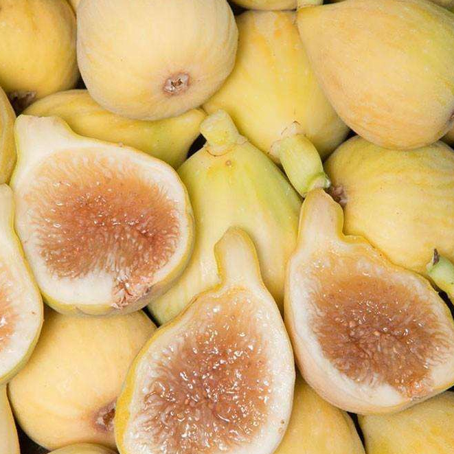 Fig ต้นมะเดื่อฝรั่ง พันธุ์ Peter's Honey (ปีเตอร์ฮันนี่) กระถาง 6 นิ้ว ลำต้นสูง 30-40 ซม