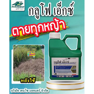 กลูโฟ เอ็กซ์ 🔥🔥ยกลัง(4ลิตรx6 กล )คือ สารกำจัดวัชพืชออกฤทธิ์เผาไหม้หญ้าตายเร็ว ฆ่าหญ้าตายยากทุกชนิด