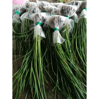 บัวดินสีเหลืองขมิ้น / บัวสวรรค์ (Rain Lily) 20 หัว คละไซส์