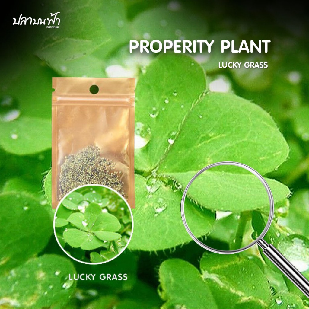 เมล็ดพันธุ์ไม้น้ำ 5 กรัม  สำหรับปลูกตกแต่งตู้ปลา ตู้ไม้น้ำ ช่วยสร้างระบบนิเวศให้กับตู้ปลา ปลูกง่าย โตไว - รูปที่ 2