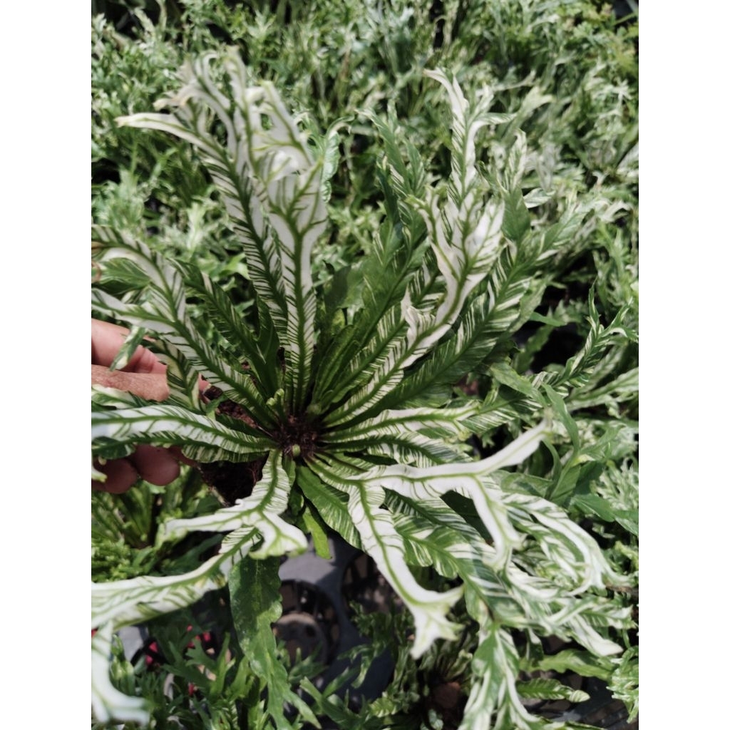ข้าหลวงญี่ปุ่นด่าง Asplenium antiquum Makino cv. Japan Variegated
