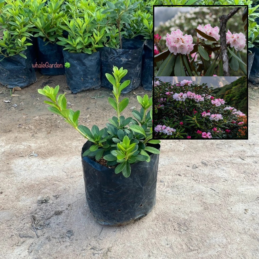 ต้นกุหลาบพันปี กุหลาบพันปี (Rhododendron) ไม้พุ่มขนาดเล็ก มีดอกสวย (รับประกัน ส่งใหม่ฟรี หากสินค้าเเสียหาย!!)