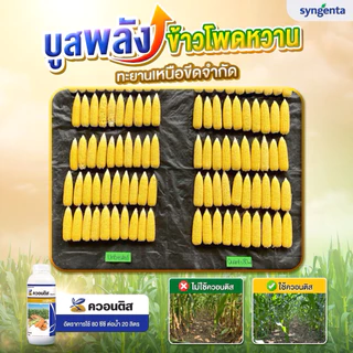 💥 ควอนติส *ขนาด 1 ลิตร ฮอร์โมนจากซินเจนทา เพิ่มปริมาณสารอาหารให้ข้าวโพด 🌽