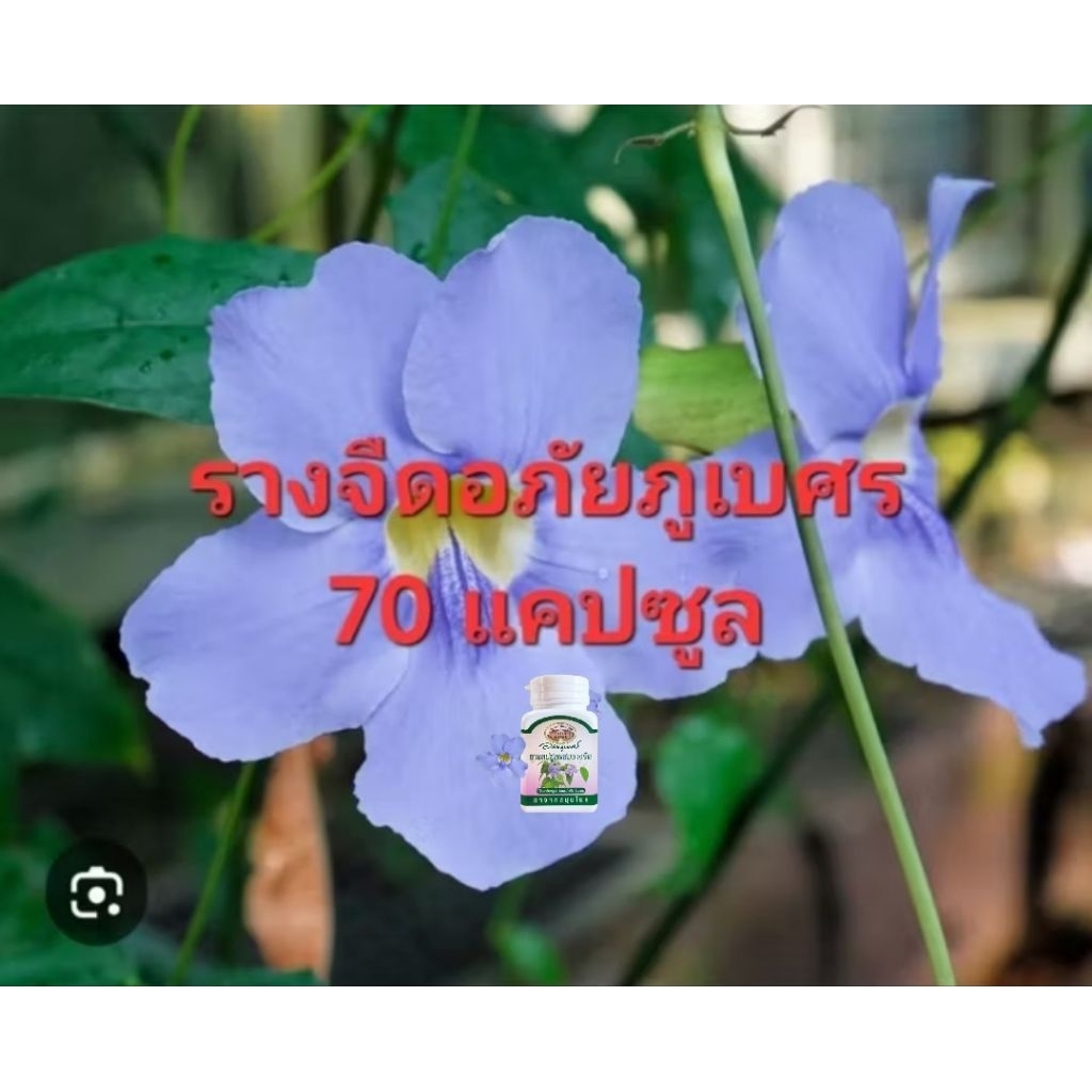 รางจืดอภัยภูเบศบดพร้อมทาน