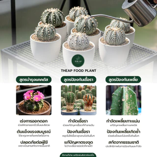 สเปรย์บำรุงพืช สูตรกระบองเพชร กล้วยไม้ และไม้อวบน้ำ​ THEAP Cactus