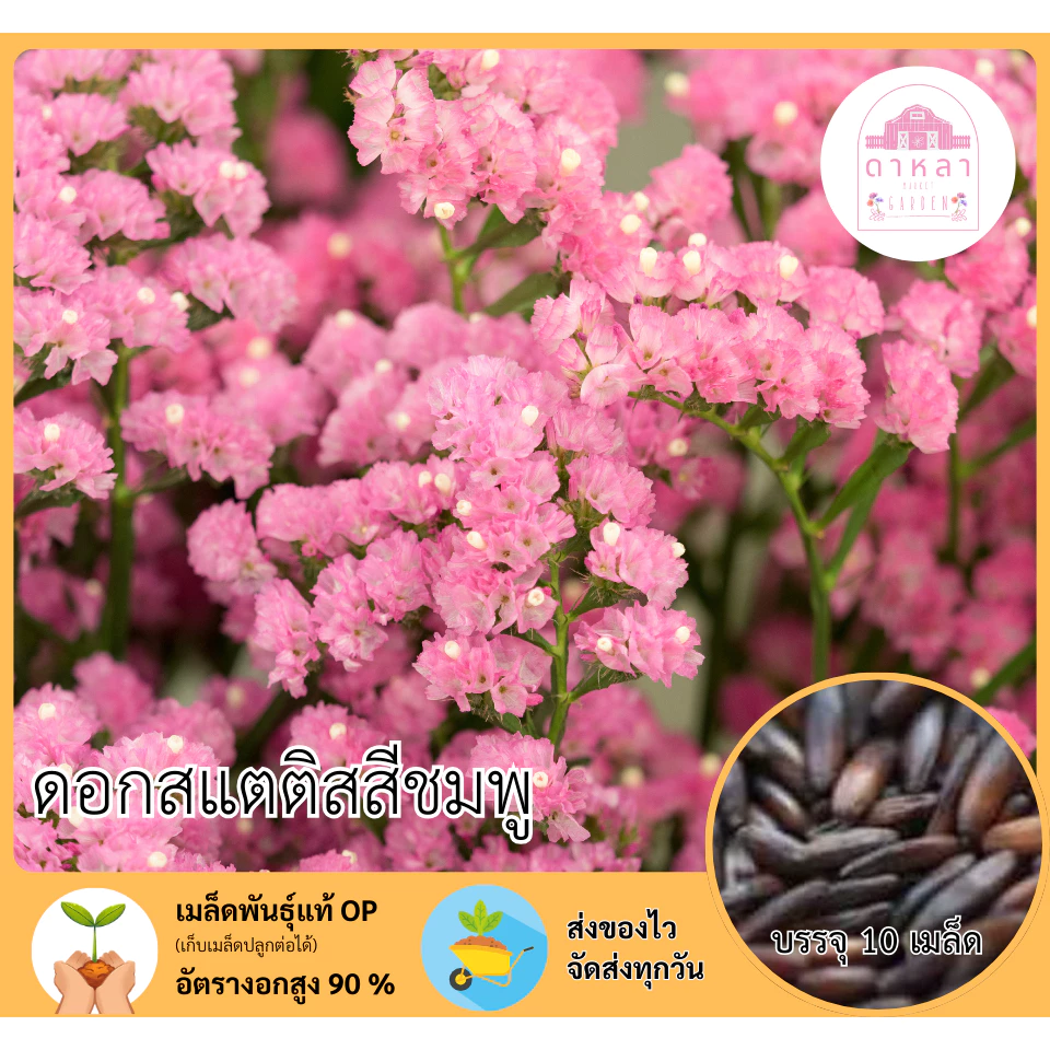 ดอกสแตติสสีชมพู 10 เมล็ด