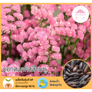 ดอกสแตติสสีชมพู 10 เมล็ด