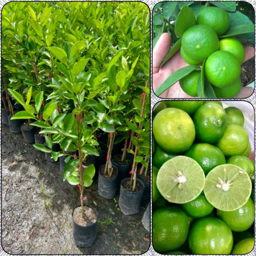 ต้นมะนาวแป้นสุขประเสริฐ เสียบยอด (สูง 70-90cm) เปลือกบาง น้ำเยอะ เมล็ดน้อย กลิ่นหอมจัด ติดลูกดกตลอดปี รากแน่น พร้อมปลูก