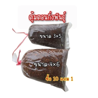 ตุ้มตอนกิ่ง 4x6 ชุด10อัน(แถมฟรี เชือกผูก) ขุยมะพร้าวผสมน้ำยาเร่งราก