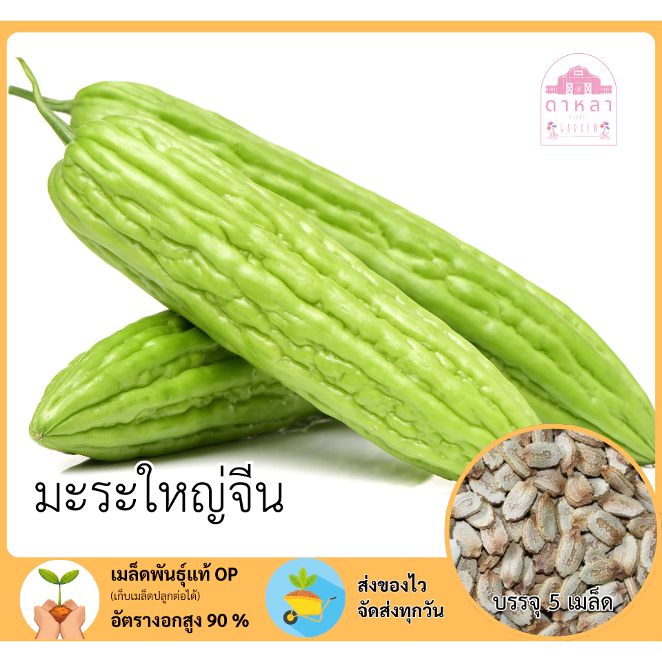 มะระจีนใหญ่ จำนวน 5 เมล็ด