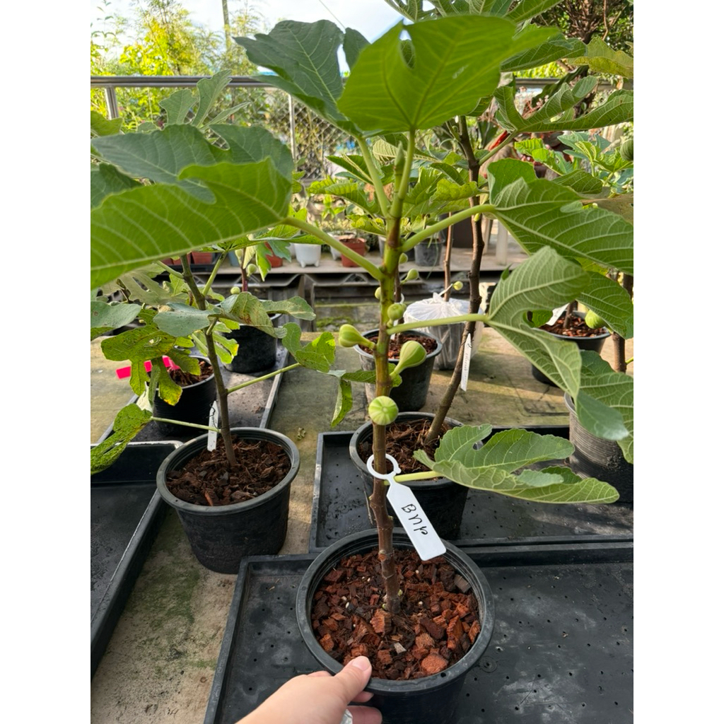 มะเดื่อฝรั่งพันธุ์​BNR มีผลติดต้น​ ลายสวยรีบเก็บก่อนหมด