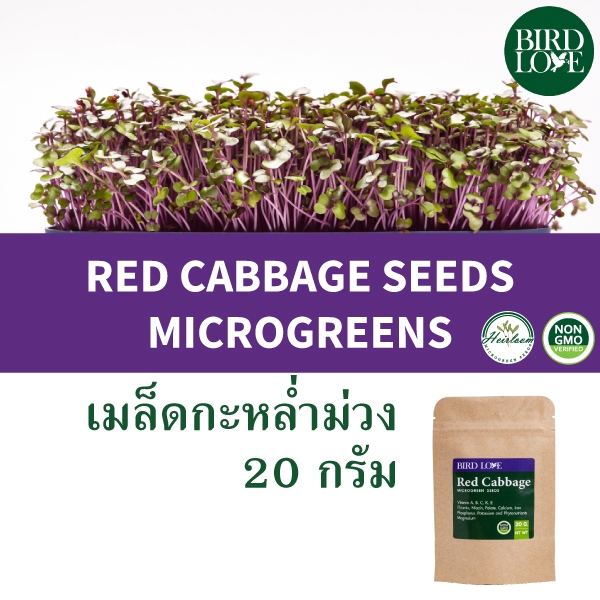 เมล็ดไมโครกรีน กะหล่ำม่วงแดง 20 กรัม Red Cabbage Microgreens seeds 20 g.