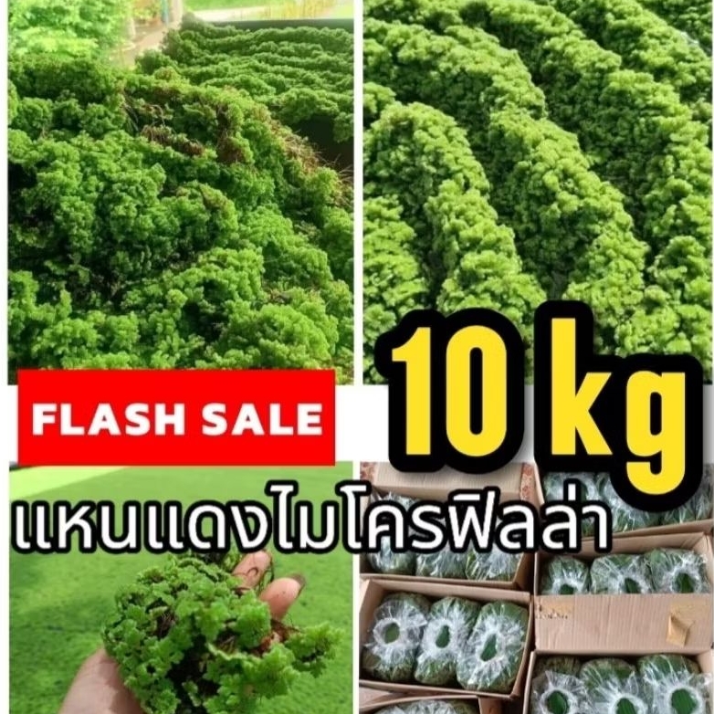 แหนแดงชุดโคตรคุ้ม 10 กิโลกรัม ลดหนักเเห่งปี #ส่งเร็ว