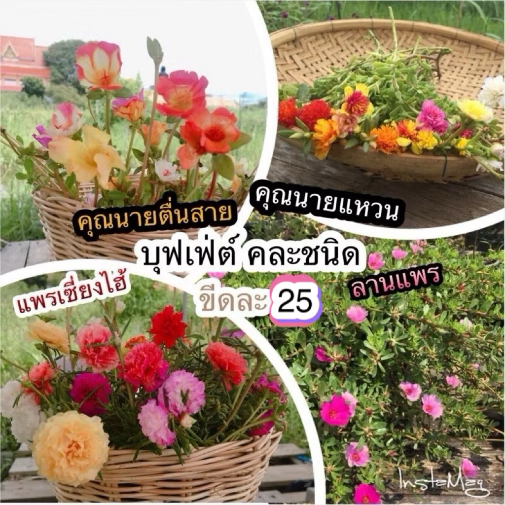 บุฟเฟ่ คุณนายตื่นสาย/แพรเซี่ยงไฮ้/ลานแพร 1 ขีด