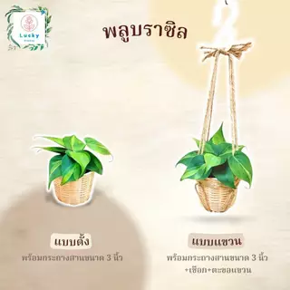 🌱พลูทอง/พลูลาย/พลูงาช้าง/พลูสนิม/พลูบราซิล/พลูหินอ่อน/พลูบราซิลด่างสามสี/พลูหัวใจลาย(แบบตั้ง,แขวน) พร้อมกระถางสาน 3 นิ้ว