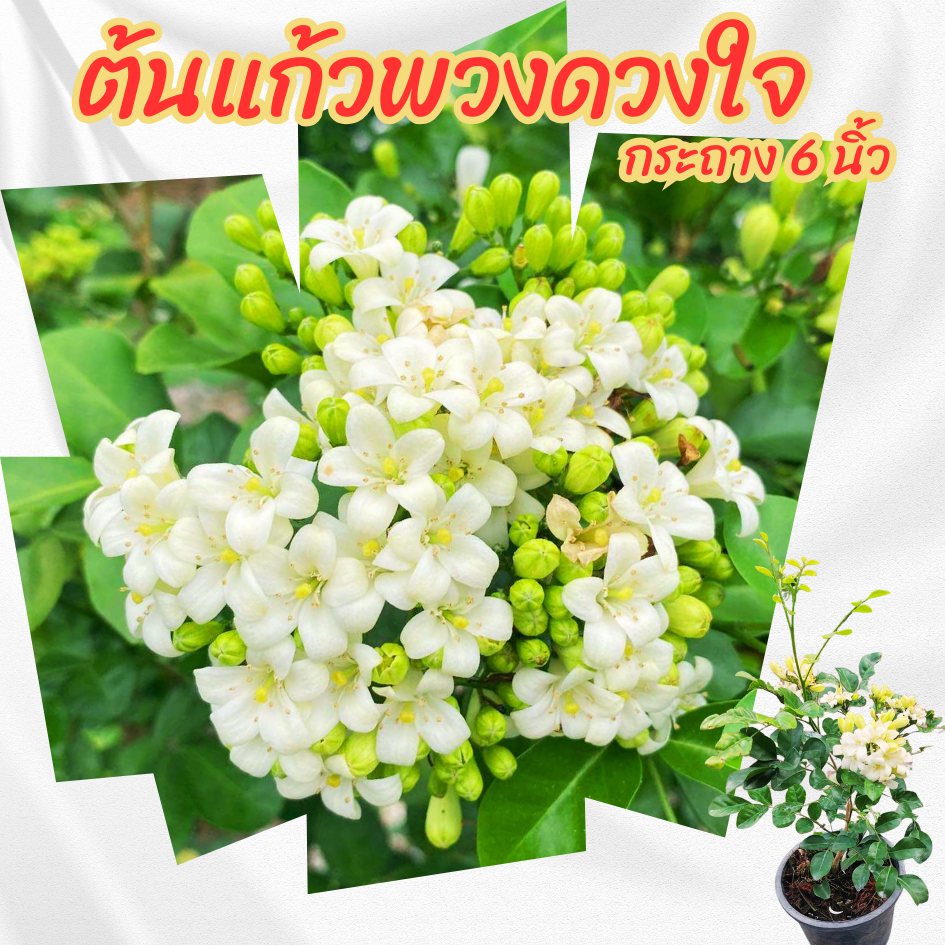ต้นแก้วพวงดวงใจ กระถาง 6 นิ้ว(ส่งพร้อมกระถาง)