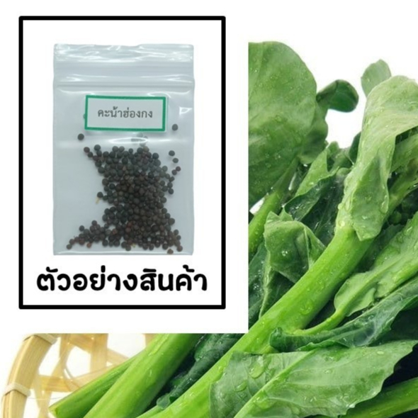 เมล็ดคะน้าฮ่องกง 100 เมล็ด 🌱 ซื้อ 10 แถม 2 คละได้ 💥 เลือกของแถมได้ คิดถึงเมล็ดผัก คิดถึง skinsun