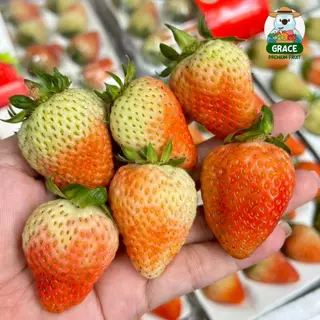 สตอเบอรี่สด 🍓🍓 โปรดอ่านรายละเอียดก่อนสั่งซื้อ แพ็ค 20-24 ลูก