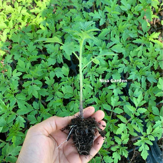 Nisa Garden ต้นกล้ามะเขือเทศ เชอรี่ ทานสด รากแข็งแรง โตเร็ว 🔥(ซื้อ 10 แถมฟรี 2)🔥