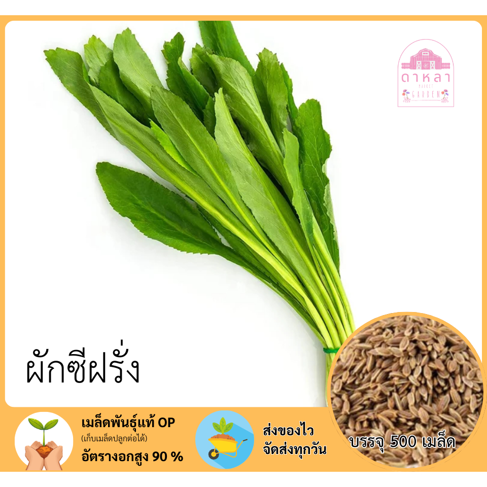 ผักซีฝรั่ง จำนวน 500 เมล็ด