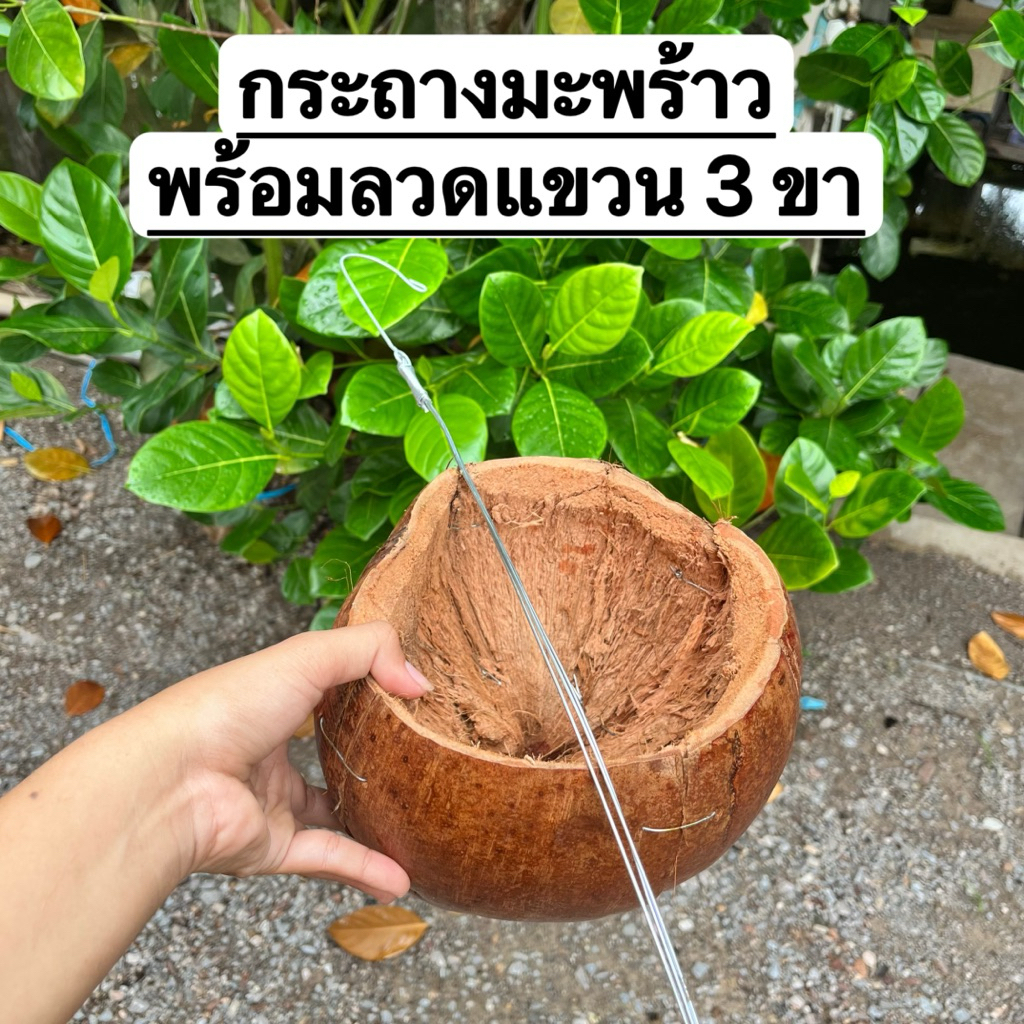 กระถางมะพร้าว กระถางเปลือกมะพร้าว มะพร้าวแขวนต้นไม้ กระถางมะพร้าวพร้อมลวดแขวน 3 ขา