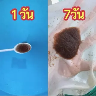 อาหารไรแดงน้ำใสสูตรT10 บูม 3 เท่า แถมไรแดงT10 เซ็ตคู่