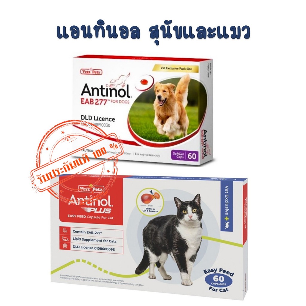 Antinol 60 แคปซูล ของแท้!! แพ็คเกจใหม่ อาหารเสริมบำรุงข้อ ข้ออักเสบ 1 กล่องบรรจุ 60 เม็ด