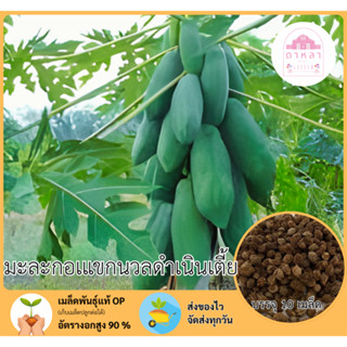 มะละกอแขกดำเนินเตี้ย 10 เมล็ด