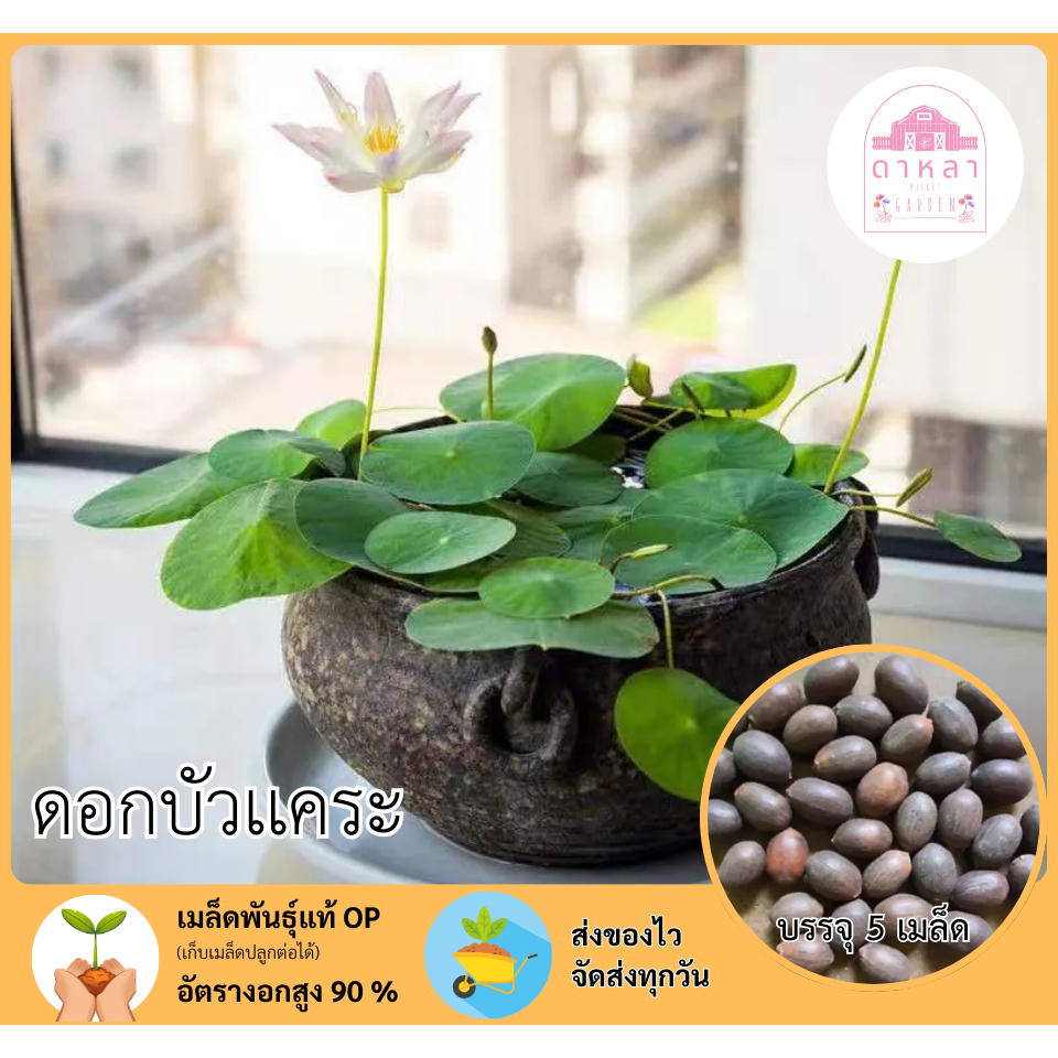 ดอกบัวเเคระ บรรจุ 5 เมล็ด