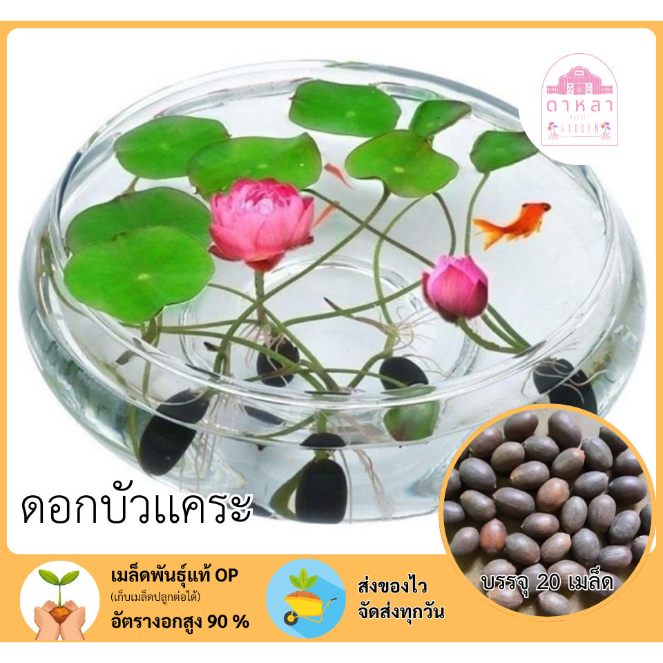 ดอกบัวแคระ บรรจุ 20 เมล็ด