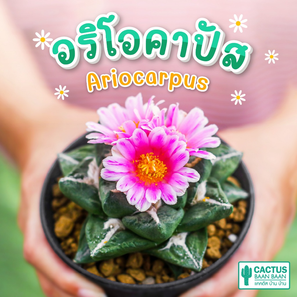 อริโอคาร์ปัส ไม้เมล็ด Ariocarpus retusus, Ariocarpus fissuratus, Ariocarpus godzilla
