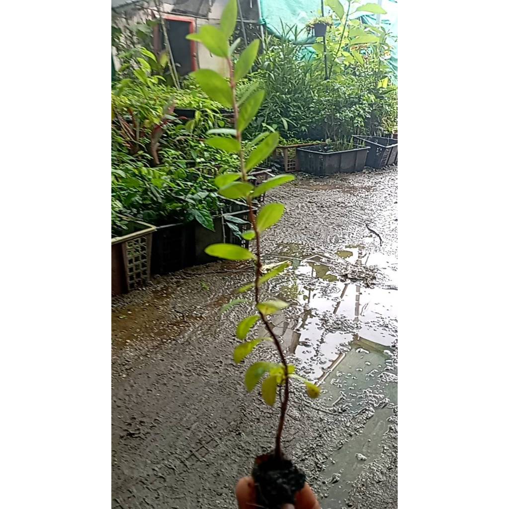 ต้นกล้า ฝรั่งขี้นก ใส้แดง  ฝรั่งขี้นกไส้ชมพู ต้นกล้าละ 12  บาท  Red Guava or  Pink guava