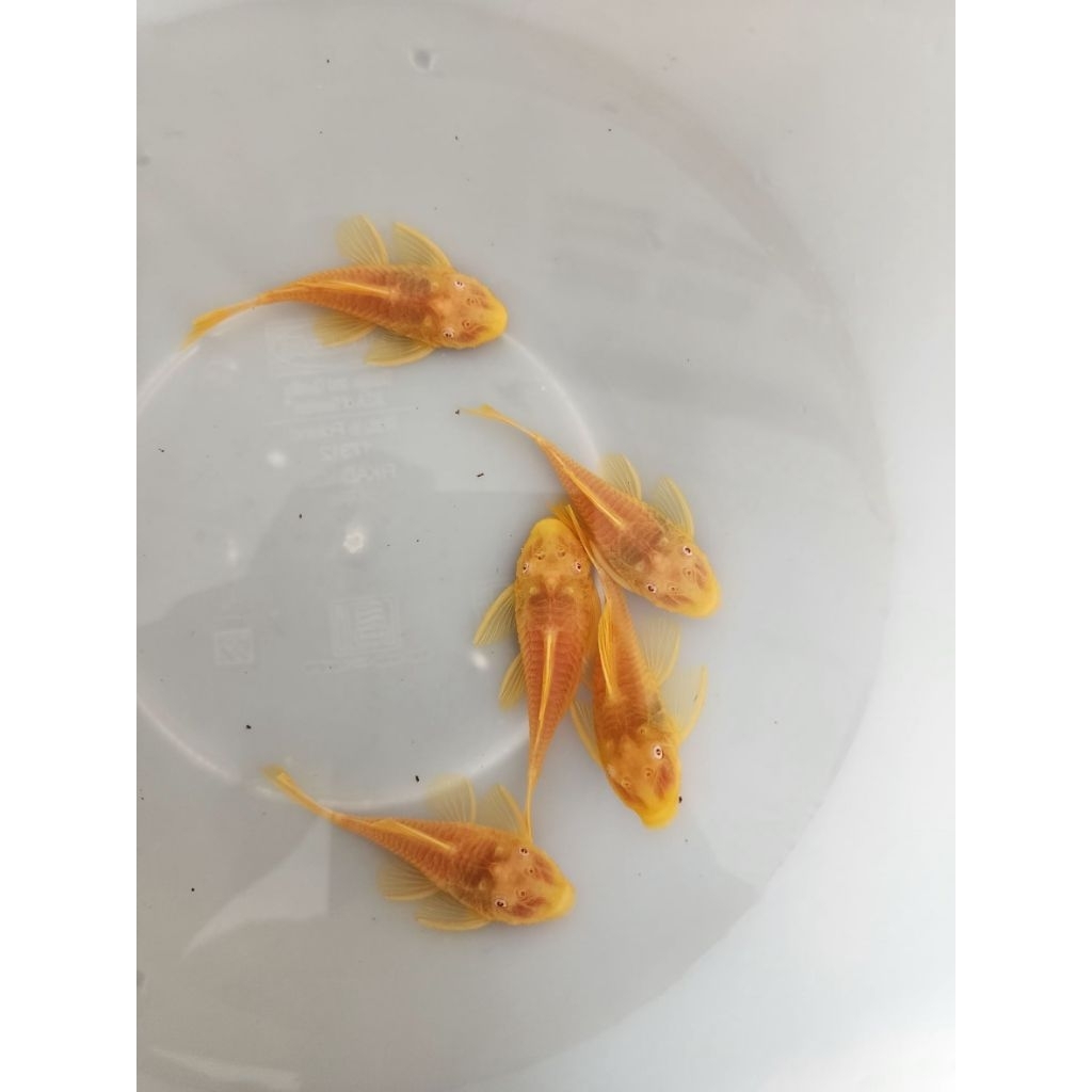 [จัดส่ง2-3วัน](‼️Pro ชุดตัวเมีย 2 ตัว‼️)อาหารสำหรับปลาซัคเกอร์L144 24K2นิ้ว(เมีย2ตัว)