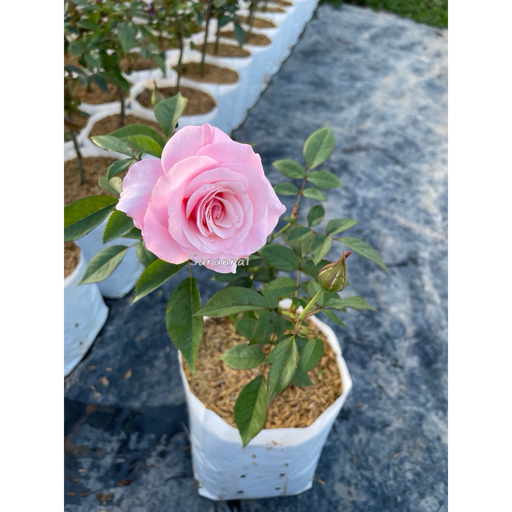 กุหลาบอาวเออร์ เลดี้ ออฟ กัวดาลูป(Our Lady of Guadalupe) สีชมพูดอกดก ออกดอกตลอดทั้งปี - รูปที่ 4