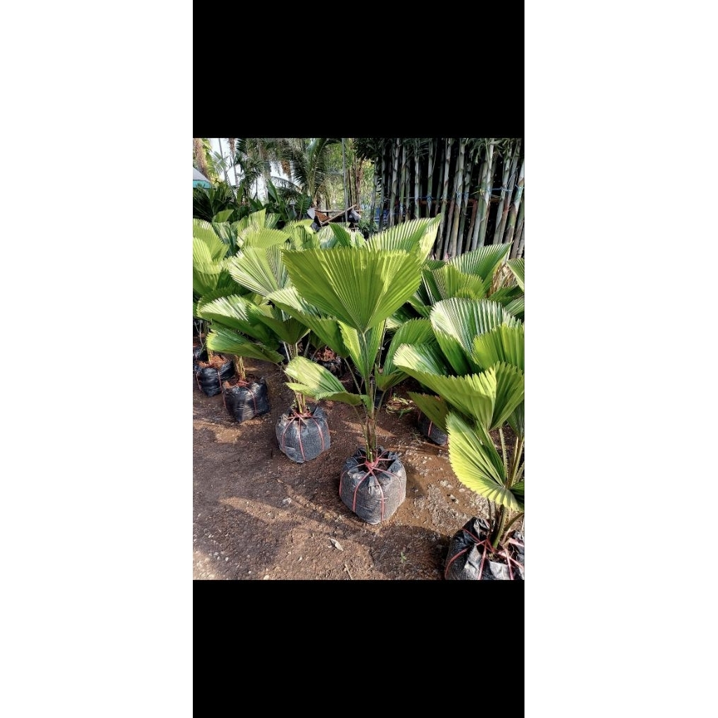 ต้นปาล์มพัดจีบ Licuala grandis สูง70 c.m.ขึ้นไป