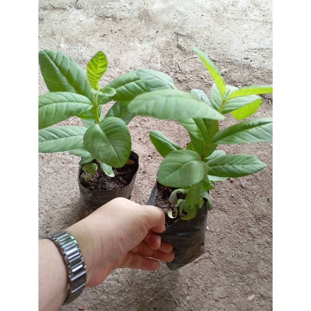 ต้นพันธุ์ ฝรั่งขี้นก ใส้ขาว พร้อมปลูกในถุงดำ ต้นละ 29บาท พันธุ์ฝรั่งขี้นกไส้ขาว ฝรั่งโบราณ รสชาดอร่อยหาทานยาก