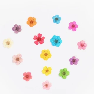 ดอกพลัม ดอกไม้ทับแห้ง ขนาดเล็ก ตกแต่งเครื่องประดับ DIY(1กระปุก/12ชิ้น)