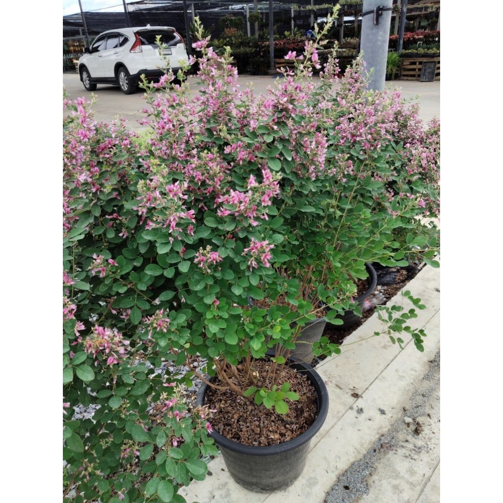 นีออนฟิลิปปินส์  Leucophyllum frutescens หรือ Ash bush หรือ Purple sage, - รูปที่ 7