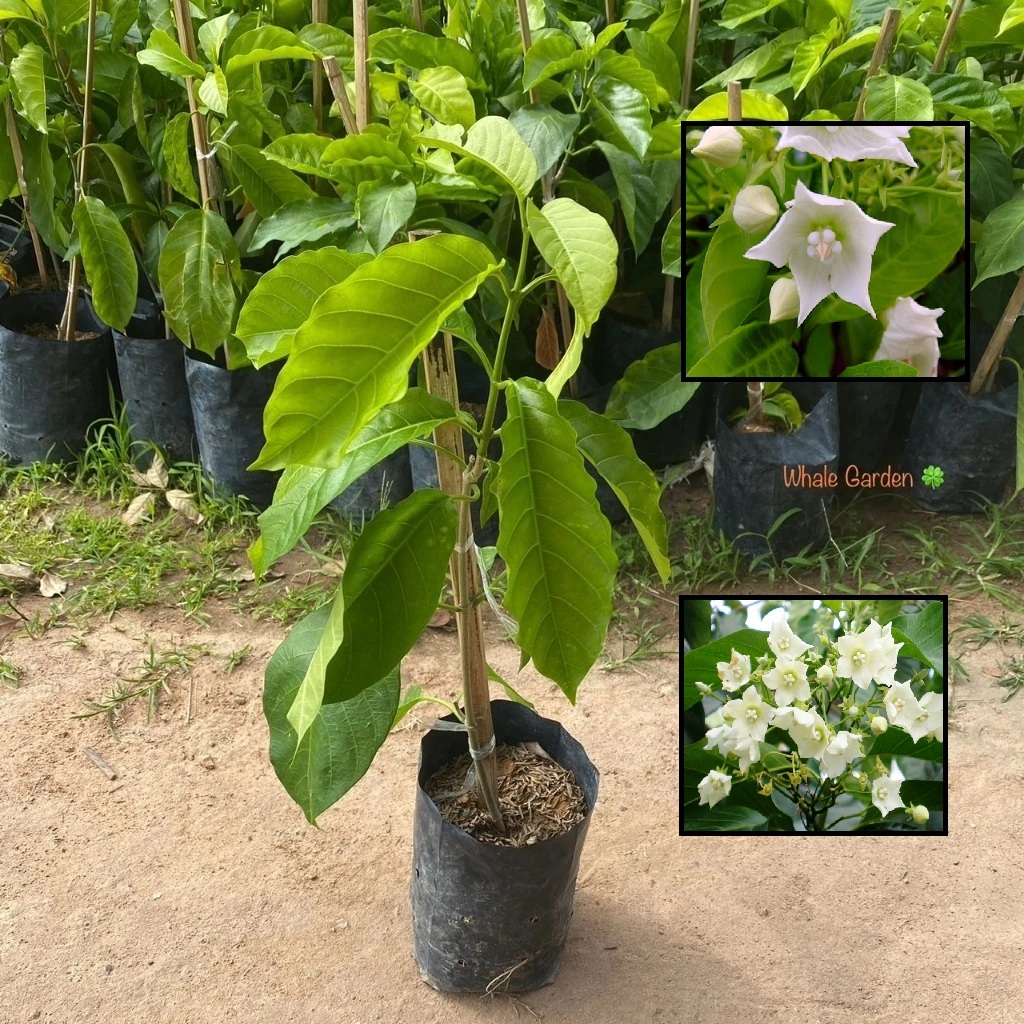 ต้นชมนาด ชมนาด Bread flower กิ่งชำ ไม้ดอก ดอกมีกลิ่นหอม (รับประกัน ส่งใหม่ฟรี หากสินค้าเเสียหาย!!)