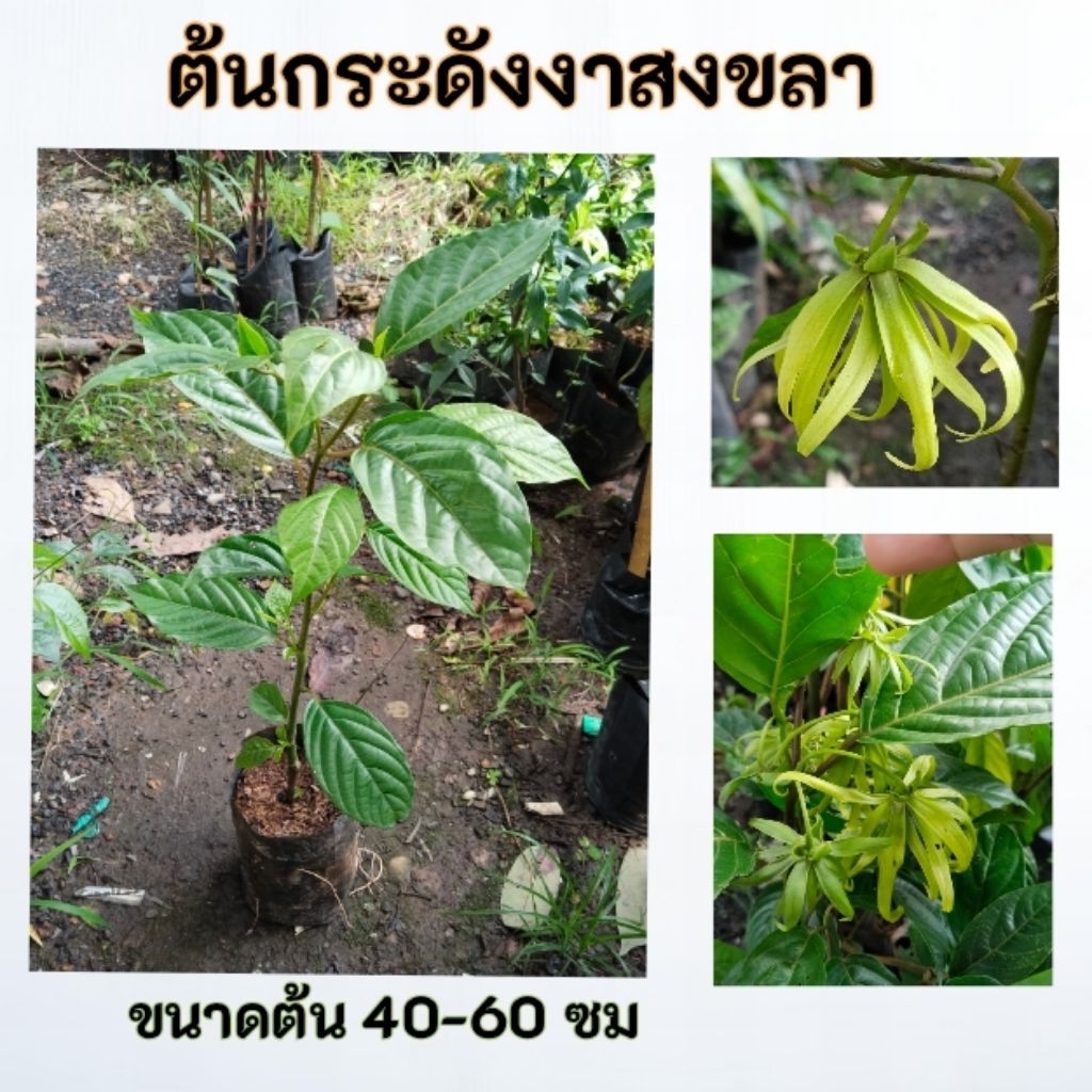 ต้นกระดังงาสงขลา กระดังงาสงขลา