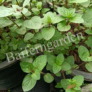 ต้นกล้าช็อกโกแลตมิ้นท์ (Chocolate mint) สมุนไพรฝรั่ง เลี้ยงง่ายโตไว