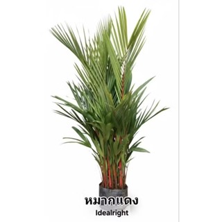 ต้นหมากแดง Lipstick Palm ขายยกกอ สูง 160 c.m.ขึ้นไป กอใหญ่ ห…