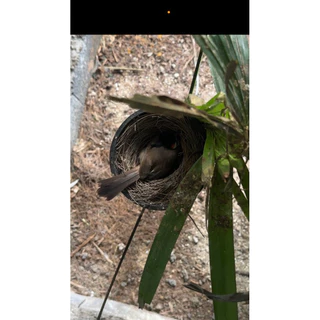 🪺รังนกสำเร็จรูป🐦🐣สินค้าพร้มส่ง ลักษณะรังเลียนแบบรังธรรมชาติ ใช้ใบสนและใยมะพร้าวแท้ๆ