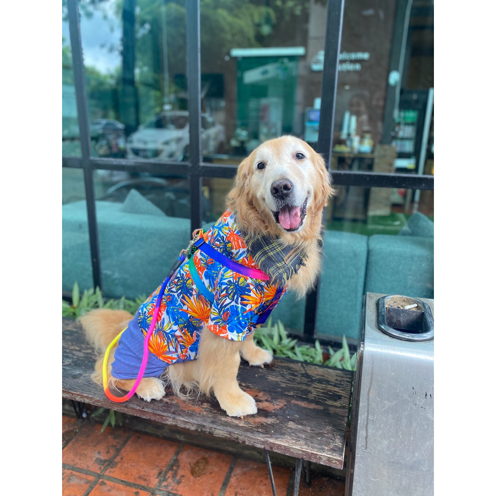พร้อมส่ง! เสื้อสุนัข เสื้อหมาขนาดใหญ่ เที่ยวทะเล กางเกงขาสั้น - รูปที่ 3