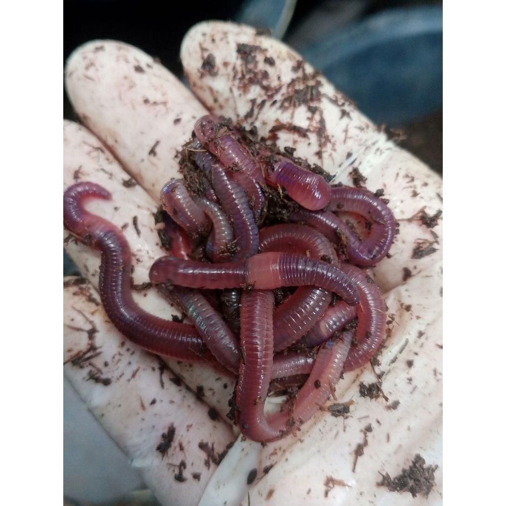 ไส้เดือนพันธุ์ AFตัวใหญ่น้ำหนัก 500 กรัม.