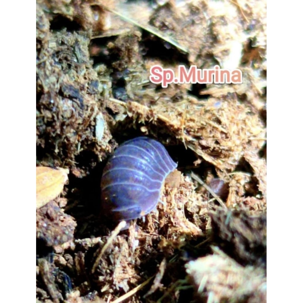 ชุด isopod Murina 1เซ็ทมี15+ต.